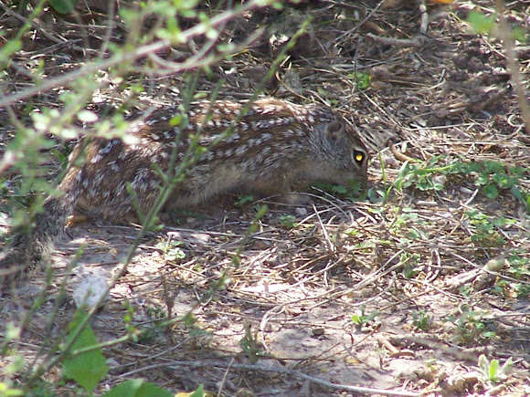 Spotting Image 1