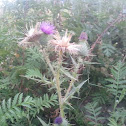 Bull Thistle
