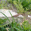Langosta mediterranea (es), Moroccan locust (uk)