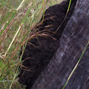 Termite