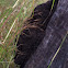 Termite