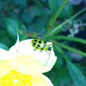 Spotted cucumber beetle