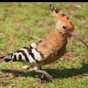 Hoopoe