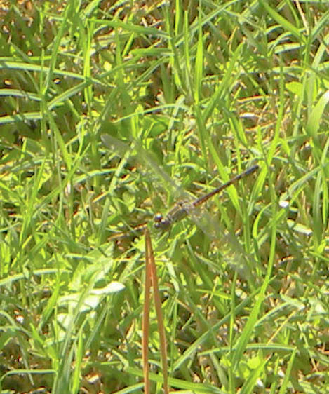 Spotting Image 1