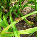 Pearl Crescent
