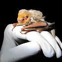 Eastern Red Bat