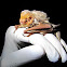 Eastern Red Bat