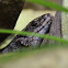 Hosmer's Skink