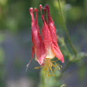 eastern red columbine