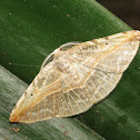 Moth