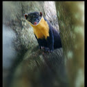Nilgiri marten