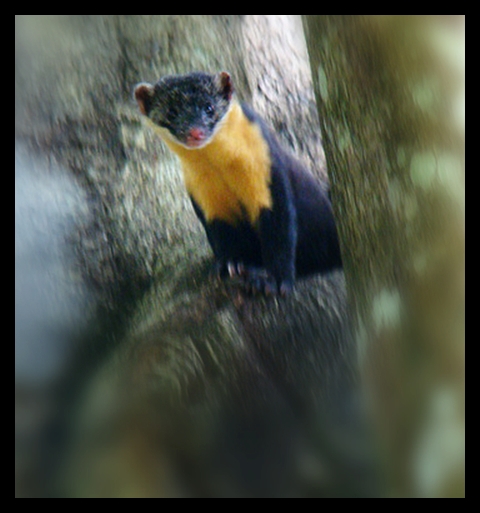 Spotting Image 1
