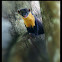 Nilgiri marten