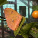 Large Orange Sulphur