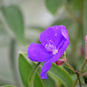 Glory Bush