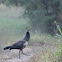 Peahen