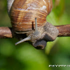 Burgundy snail