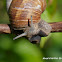 Burgundy snail