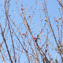Qua son Cherry buds