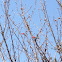 Qua son Cherry buds