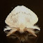 Tussock moth