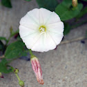 Bindweed