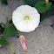 Bindweed