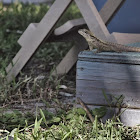 Curly Tailed Lizard