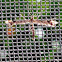 Geranium Plume Moth