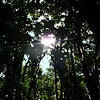 Costa Rican Jungle