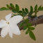 Jazmin común, Jazmin morisco, Jazmín blanco, Jazminero, Jazmín de verano, Jazmín oficinal (Jasminum officinale)