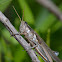 Grasshopper
