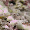 Yellow Margin Pipefish