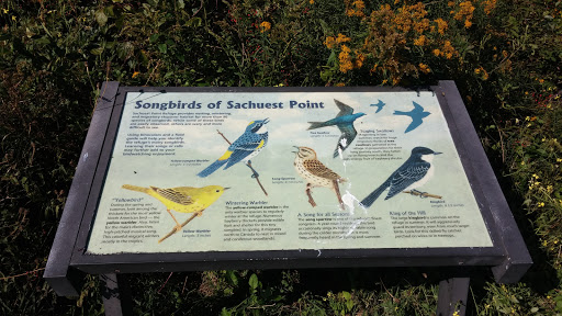 Songbirds Of Sachuest Point