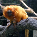 Golden Lion Tamarin or Golden Marmoset