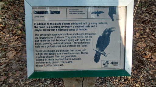 Common Raven Plaque