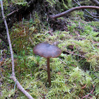 Leptonia Formosa