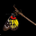 Red-base Jezebel