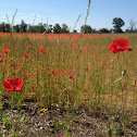 Red Poppy