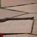 Diamondback Rattlesnake