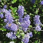Mountain Lilac