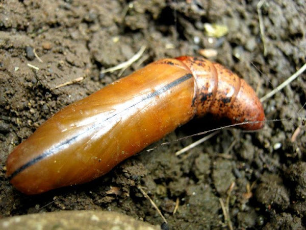 Oleander Hawk Moth Pupa 