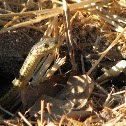Two-striped Gartersnake