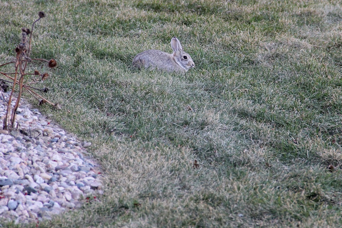 Cottontail Rabbit
