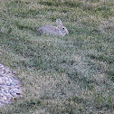 Cottontail Rabbit