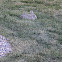 Cottontail Rabbit