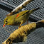 Red-billed Leiothrix