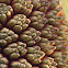 Pandanus
