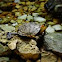 Red-Eared Slider