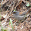 Yellow eyed junco
